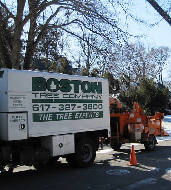 boston-tree-company boston tree company
