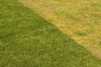 lawn-fertilizer lawn fertilizer