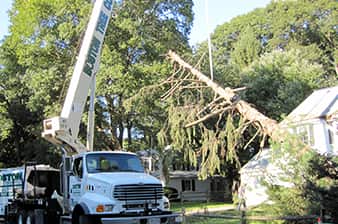 tree-removal tree removal