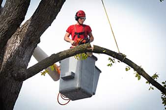 tree-trimming tree trimming