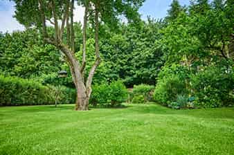 tree-fertilizer-program tree fertilizer program