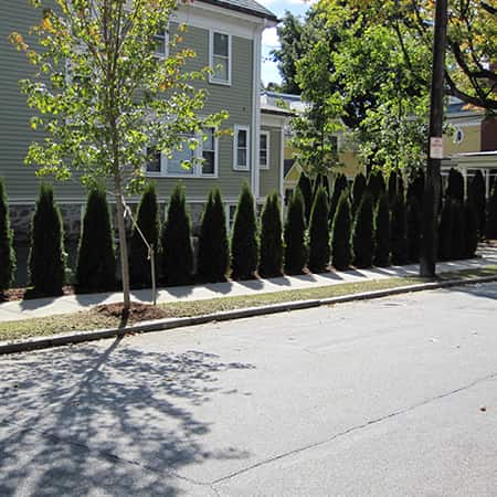 tree-shrub-installation